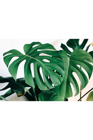 $Monstera Deliciosa "Moss stick" XL Hauteur livrée 25-40 cm