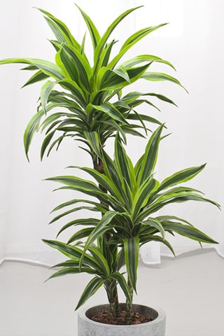 $Dragonnier Lemon Lime XXL 
Hauteur livrée 130-140 cm
