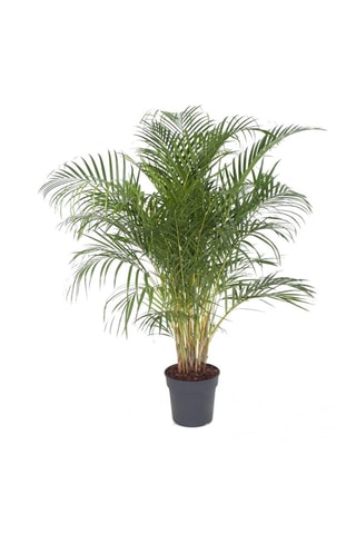 $Palmier Areca XXL Hauteur livrée 140-150 cm