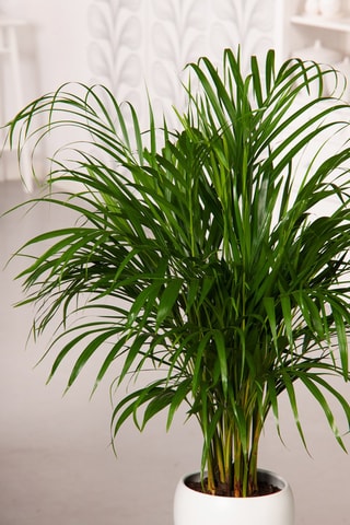 $Palmier Areca XXL Hauteur livrée 140-150 cm