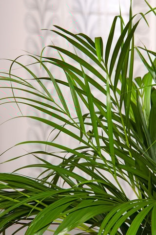 $Palmier Areca XXL Hauteur livrée 140-150 cm