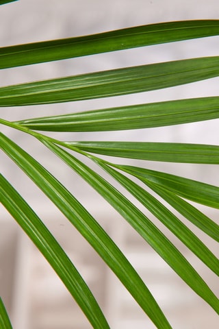 $Palmier Areca XXL Hauteur livrée 140-150 cm