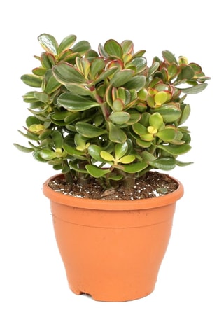 $Crassula ovata "Sunset" L - Hauteur livrée 45-50 cm