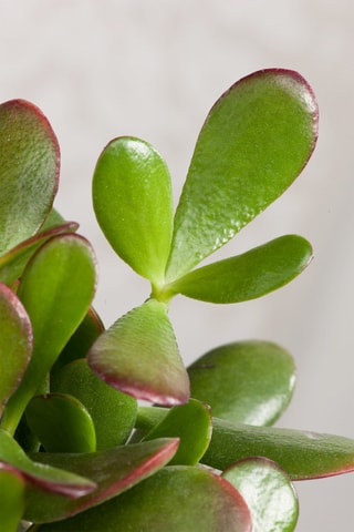 $Crassula ovata "Sunset" L - Hauteur livrée 45-50 cm