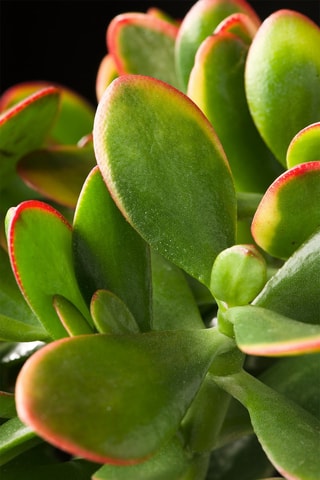 $Crassula ovata "Sunset" L - Hauteur livrée 45-50 cm