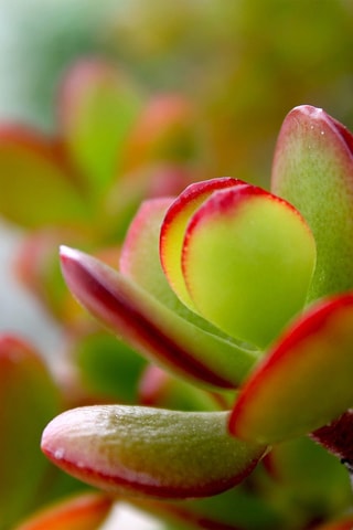 $Crassula ovata "Sunset" L - Hauteur livrée 45-50 cm
