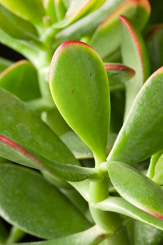 $Crassula ovata "Sunset" L - Hauteur livrée 45-50 cm