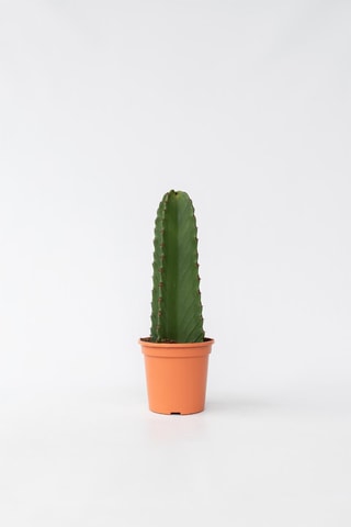 $Cactus Euphorbia ingens - Hauteur livrée 40-50 cm
