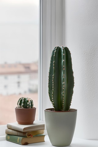 $Cactus Euphorbia ingens - Hauteur livrée 40-50 cm