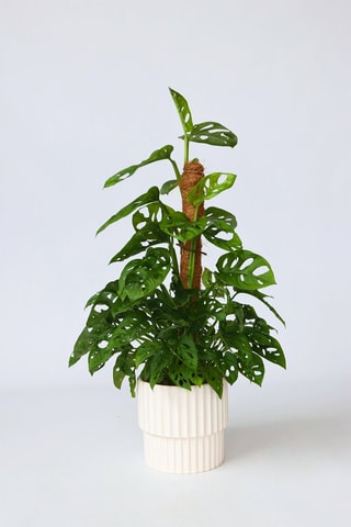 $Monstera monkey moss - Hauteur livrée 60-70 cm