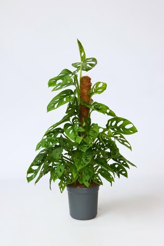 $Monstera monkey moss - Hauteur livrée 60-70 cm