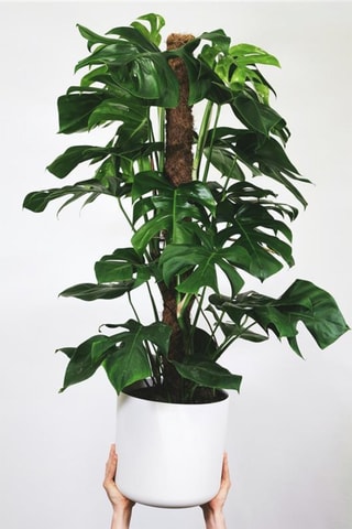 $Monstera monkey moss - Hauteur livrée 60-70 cm