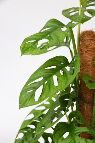 $Monstera monkey moss - Hauteur livrée 60-70 cm