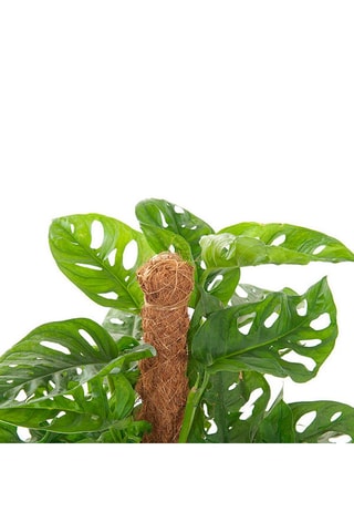 $Monstera monkey moss - Hauteur livrée 60-70 cm