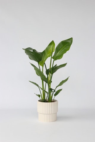$Oiseau de paradis Strelitzia Nicolai - Hauteur livrée 55-70 cm
