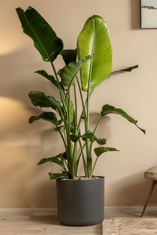 $Oiseau de paradis Strelitzia Nicolai - Hauteur livrée 55-70 cm