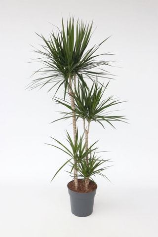 $Dragonnier Dracaena Marginata XXL - Hauteur livrée 150-160 cm