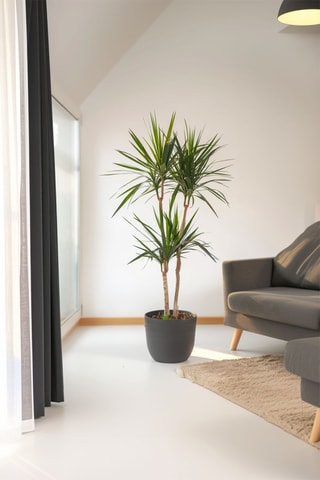 $Dragonnier Dracaena Marginata XXL - Hauteur livrée 150-160 cm