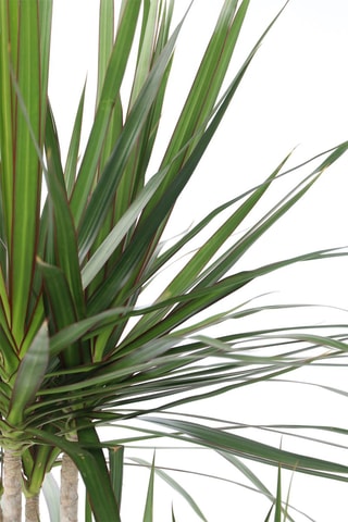 $Dragonnier Dracaena Marginata XXL - Hauteur livrée 150-160 cm