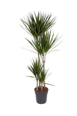 $Dragonnier Dracaena Marginata XXL - Hauteur livrée 150-160 cm