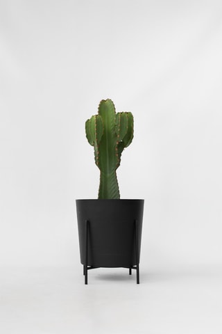 $Cactus Euphorbia Ingens XL - Hauteur livrée 85-95 cm