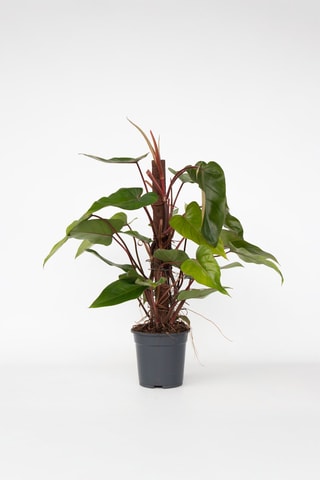 $Philodendron Red Emerald Kratiste - Hauteur livrée 70-80 cm