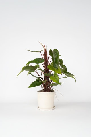 $Philodendron Red Emerald Kratiste - Hauteur livrée 70-80 cm