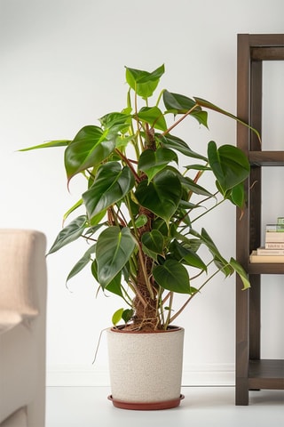 $Philodendron Red Emerald Kratiste - Hauteur livrée 70-80 cm