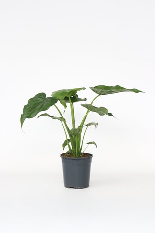 $Alocasia Cucullata - Hauteur livrée 70-80 cm