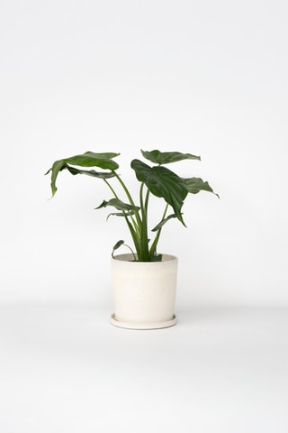 $Alocasia Cucullata - Hauteur livrée 70-80 cm