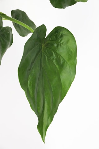 $Alocasia Cucullata - Hauteur livrée 70-80 cm