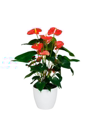 $Langue de feu - Anthurium 'Madural Red' - Hauteur livrée 55-70 cm
