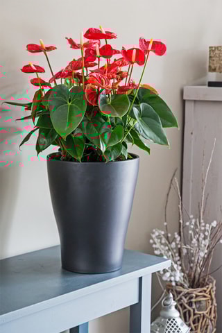 $Langue de feu - Anthurium 'Madural Red' - Hauteur livrée 55-70 cm