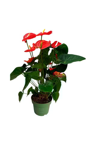 $Langue de feu - Anthurium 'Madural Red' - Hauteur livrée 55-70 cm