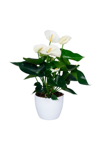$Langue de feu - Anthurium 'Alaska White' - Hauteur livrée 55-70 cm