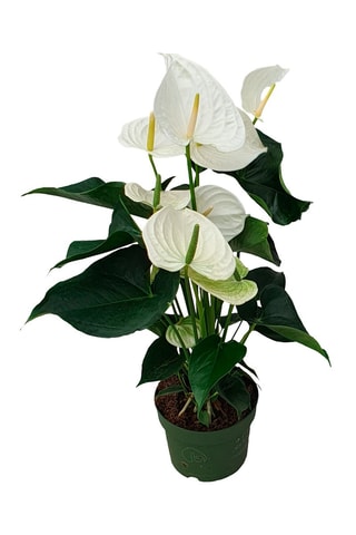 $Langue de feu - Anthurium 'Alaska White' - Hauteur livrée 55-70 cm
