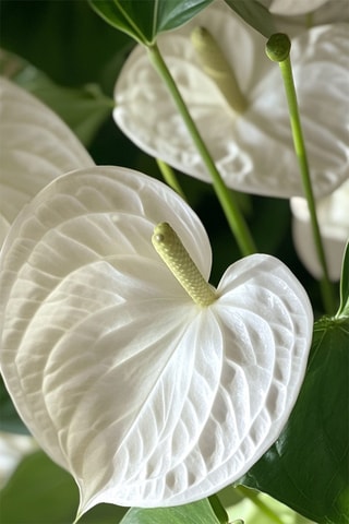 $Langue de feu - Anthurium 'Alaska White' - Hauteur livrée 55-70 cm