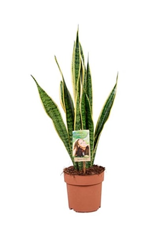 $Plante Serpent Hauteur livrée 60-70 cm