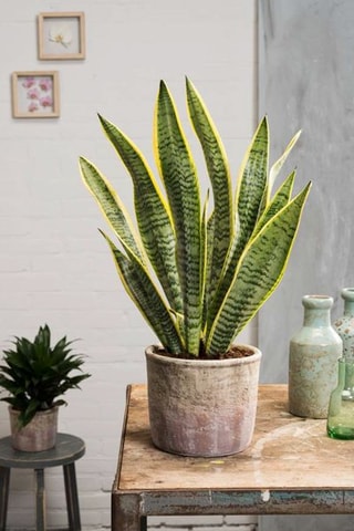 $Plante Serpent Hauteur livrée 60-70 cm