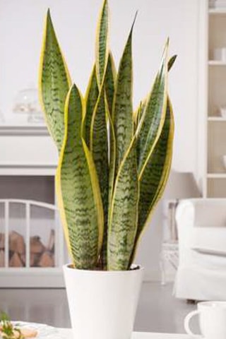 $Plante Serpent Hauteur livrée 60-70 cm