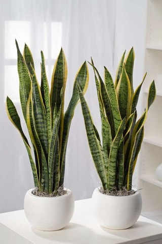 $Plante Serpent Hauteur livrée 60-70 cm