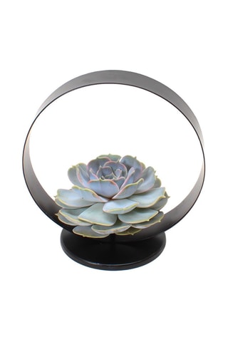$Echeveria Hauteur livrée 20 cm