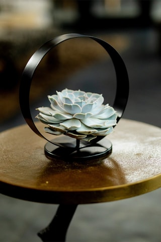 $Echeveria Hauteur livrée 20 cm