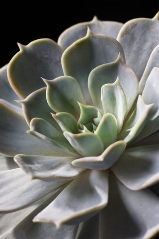 $Echeveria Hauteur livrée 20 cm