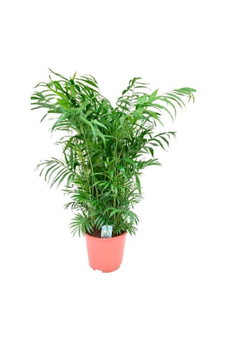 $Chamaedorea Elegans 'Mexican Dwarf Palm'- Hauteur livrée 80-90 cm