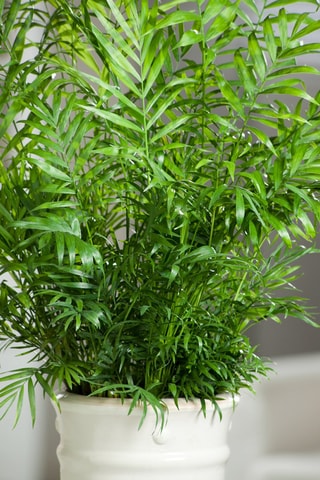 $Chamaedorea Elegans 'Mexican Dwarf Palm'- Hauteur livrée 80-90 cm