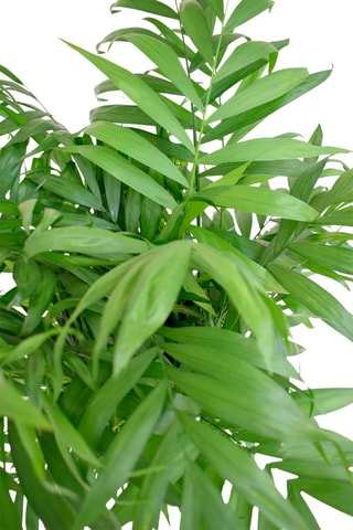 $Chamaedorea Elegans 'Mexican Dwarf Palm'- Hauteur livrée 80-90 cm