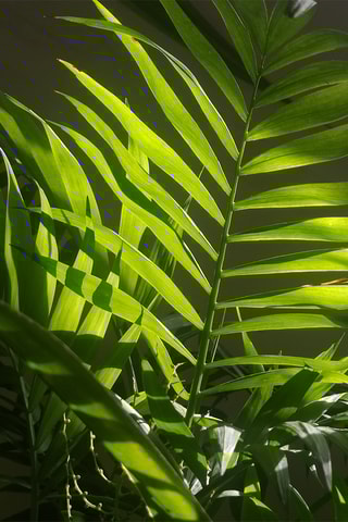 $Chamaedorea Elegans 'Mexican Dwarf Palm'- Hauteur livrée 80-90 cm