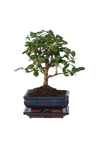 $Bonsai "Carmona Ball"- Hauteur livrée 25-30 cm