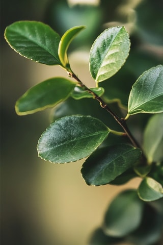 $Bonsai "Carmona Ball"- Hauteur livrée 25-30 cm
